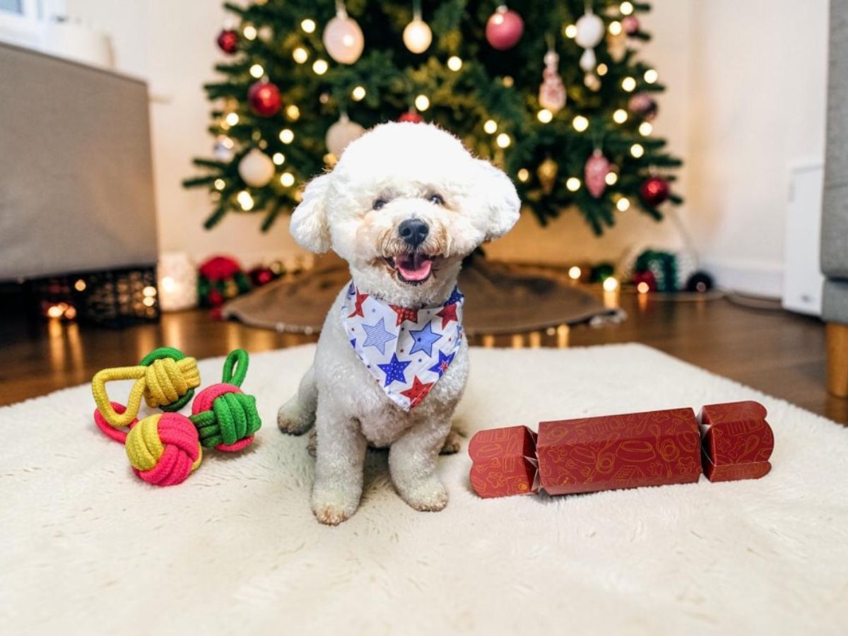 White Bichon Frise wearing a star-print bandana sitting beside a Bonbon Fusion pet Christmas bonbon for dogs in red with gold dog-themed illustrations, with colourful rope toys in front of a lit Christmas tree